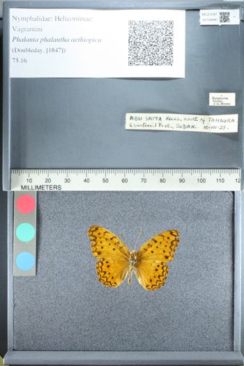 Media type: image;   Entomology 158990